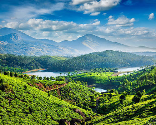 Munnar tea gardens